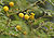Babool (Acacia nilotica) flowers at Hodal W IMG 1163.jpg